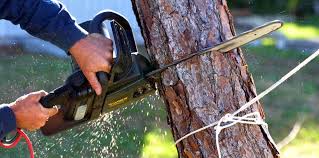 Professional Tree Removal and Landscaping Services in North Belle Vernon, PA